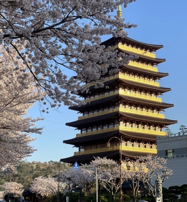 벚꽃 개화시기